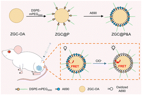 Graphical abstract: A hypochlorite-activatable persistent luminescence nanoprobe for assisted tumor resection