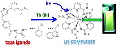 Graphical abstract: Synthesis of α-amino acid derived (1,2,3-triazol-4-yl)-picolinamide (tzpa) ligands and their corresponding luminescent Tb(iii) complexes