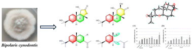 Graphical abstract: Bipodonines A–J, a new class of natural sesquiterpenes with a 2-(tetrahydro-2H-pyran-2-yl)propan-2-ol system from the fungus Bipolaris cynodontis DJWT-01