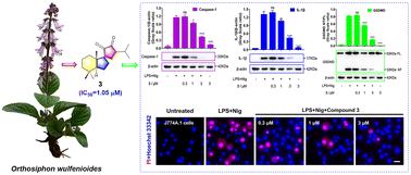 Graphical abstract: Diterpenoids with a novel 6/5-5 spiro tricyclic skeleton from Orthosiphon wulfenioides and their NLRP3 inflammasome inhibitory activity