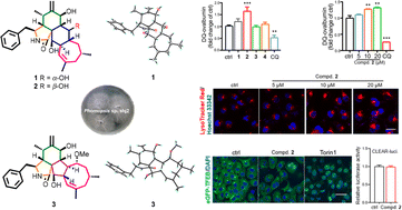 Graphical abstract: Phomopsischalins A–C, polycyclic-fused cytochalasins from the endophytic fungus Phomopsis sp. shj2 and their abilities to induce lysosomal function