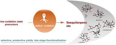 Graphical abstract: Selective preparative ‘oxidase phase’ in sesquiterpenoids: the radical approach