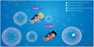 Graphical abstract: Novel dual-enzyme system for synthesis of 2-alkyl and 2-arylbenzoxazoles via aerobic oxidation