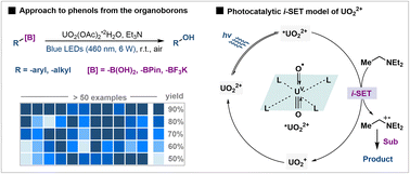 Graphical abstract: Hydroxylation of organoborons via uranyl photocatalysis