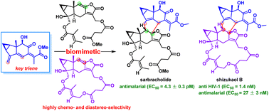 Graphical abstract: Asymmetric total syntheses of sarbracholide and shizukaol B