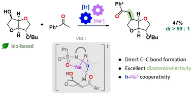 Graphical abstract: Ir–Na cooperativity controls the diastereoselectivity of borrowing hydrogen C–C alkylation on isosorbide: synthesis methodology and mechanistic investigation