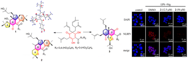 Graphical abstract: Garcimultiflins A–C, unusual polycyclic polyprenylated acylphloroglucinols from the pericarps of Garcinia multiflora as interleukin-1β and pyroptosis inhibitors