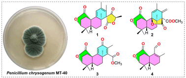 Graphical abstract: Terpenoids from Penicillium chrysogenum MT-40, an endophytic fungus isolated from Huperzia serrata