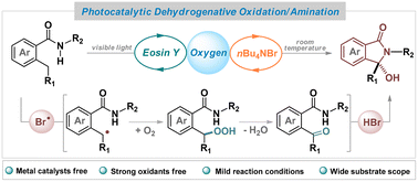 Graphical abstract: Photocatalytic dehydrogenative oxidation/amination of 2-alkyl benzamides under transition-metal-free conditions