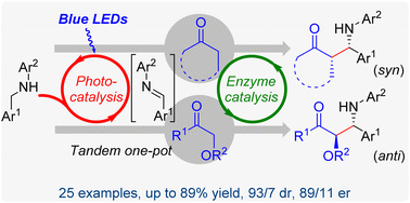Graphical abstract: Direct enantioselective α-alkylation of secondary acyclic amines with ketones by combining photocatalysis and lipase catalytic promiscuity