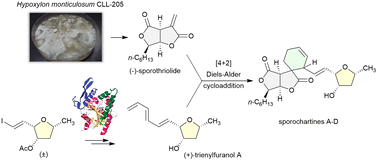 Graphical abstract: Biomimetic-inspired synthesis of sporochartines through Diels–Alder reaction between enantiopure (−)-sporothriolide and (+)-trienylfuranol A