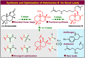 Graphical abstract: Practical synthesis and divergent optimization of halichonine B for the discovery of novel pharmaceutical leads