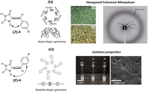 Graphical abstract: Hydantoin hexameric rosettes: harnessing H-bonds for supergelation and liquid crystals