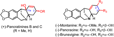 Graphical abstract: Asymmetric total synthesis of montanine-type amaryllidaceae alkaloids