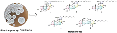 Graphical abstract: Heronamides with unreported skeletons from deep-sea Streptomyces: discovery and biosynthesis