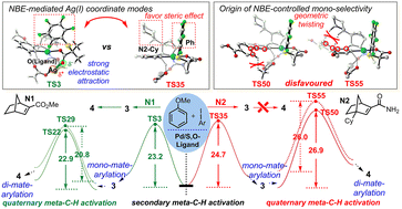 Graphical abstract: Origin of norbornene-mediated selective meta-C–H arylation of anisole derivatives overcoming the “ortho constraint” in Pd/S,O-ligand catalysis