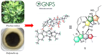 Graphical abstract: Didymorenloids A and B, two polycyclic cyclopenta[b]fluorene-type alkaloids with anti-hepatoma activity from the mangrove endophytic fungus Didymella sp. CYSK-4