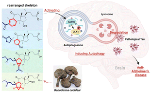 Graphical abstract: Novel A-seco-nortriterpenoids from Ganoderma cochlear inhibiting Tau pathology by activating AMPK-ULK1-mediated autophagy