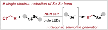 Graphical abstract: Photoinduced N-heterocyclic nitrenium-catalyzed single electron reduction of Se–Se bond for the generation of nucleophilic selenolates