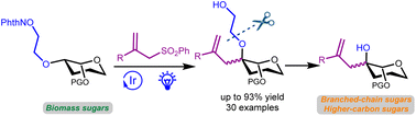 Graphical abstract: Synthesis of branched-chain sugars and higher-carbon sugars enabled by site-selective C–H alkylation relying on 1,5-hydrogen atom transfer of ethylenoxy radicals