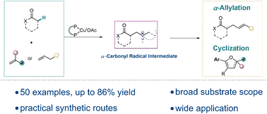 Graphical abstract: Straightforward α-allylation of carbonyl compounds with alkenes via α-carbonyl radical intermediates