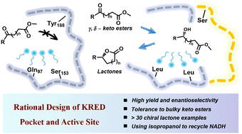 Graphical abstract: Efficient stereoselective synthesis of aryl lactones using engineered ketoreductase ChKRED20 from Chryseobacterium sp. CA49