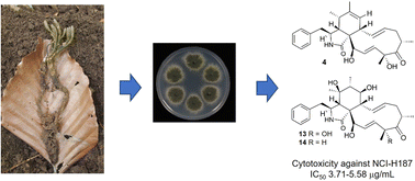 Graphical abstract: Cytotoxic cytochalasans from cultures of the fungus Metarhizium brunneum TBRC-BCC 79240