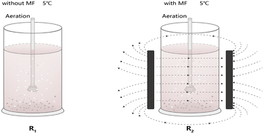 Graphical abstract: Research on microbial community structure and treatment of dye wastewater with the enhancement of activated sludge by magnetic field at low temperature