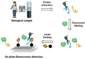 Graphical abstract: Quantitative analysis of fucosylated glycoproteins by immobilized lectin-affinity fluorescent labeling