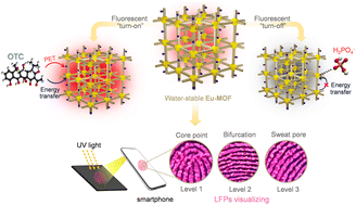 Graphical abstract: Multifunctional fluorescent Eu-MOF probe for tetracycline antibiotics and dihydrogen phosphate sensing and visualizing latent fingerprints
