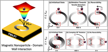 Graphical abstract: Deterministic domain wall rotation in a strain mediated FeGaB/PMN-PT asymmetrical ring structure for manipulating trapped magnetic nanoparticles in a fluidic environment