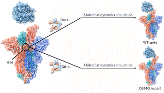 Graphical abstract: The influence of single-point mutation D614G on the binding process between human angiotensin-converting enzyme 2 and the SARS-CoV-2 spike protein-an atomistic simulation study