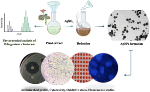 Graphical abstract: Evaluation of the biological responses of silver nanoparticles synthesized using Pelargonium x hortorum extract