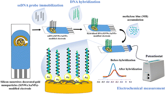 Graphical abstract: Strategies in the optimization of DNA hybridization conditions and its role in electrochemical detection of dengue virus (DENV) using response surface methodology (RSM)