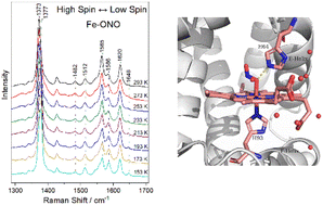 Graphical abstract: Reversible thermally induced spin crossover in the myoglobin–nitrito adduct directly monitored by resonance Raman spectroscopy