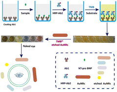 Graphical abstract: Shape dependency of gold nanorods through TMB2+-mediated etching for the visual detection of NT-proBNP