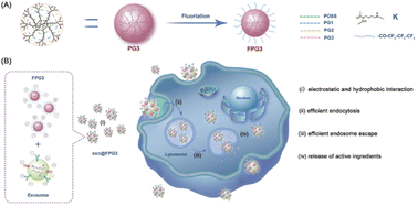 Graphical abstract: Improved intracellular delivery of exosomes by surface modification with fluorinated peptide dendrimers for promoting angiogenesis and migration of HUVECs