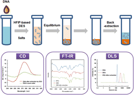 Graphical abstract: Hexafluoroisopropanol-based deep eutectic solvents for high-performance DNA extraction