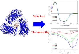 Graphical abstract: Insight into the interaction between tannin acid and bovine serum albumin from a spectroscopic and molecular docking perspective