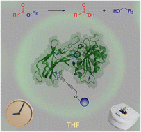 Graphical abstract: Employing non-canonical amino acids towards the immobilization of a hyperthermophilic enzyme to increase protein stability