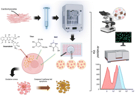 Graphical abstract: Demonstration of doxorubicin's cardiotoxicity and screening using a 3D bioprinted spheroidal droplet-based system