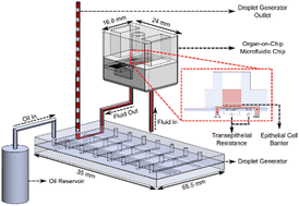 Graphical abstract: Droplet fluidics for time-dependent analysis of barrier permeability in an epithelial barrier on chip system