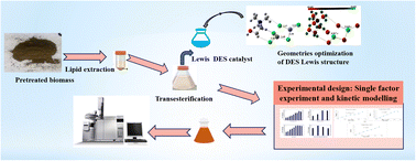 Graphical abstract: Determination of active sites on the synthesis of novel Lewis acidic deep eutectic solvent catalysts and kinetic studies in microalgal biodiesel production