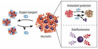 Graphical abstract: Hemoglobin-stabilized gold nanoclusters displaying oxygen transport ability, self-antioxidation, auto-fluorescence properties and long-term storage potential