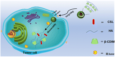Graphical abstract: Hyaluronidase-trigger nanocarriers for targeted delivery of anti-liver cancer compound