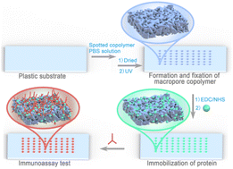 Graphical abstract: One-step fabrication of three-dimensional macropore copolymer-modified polycarbonate array by photo-crosslinking for protein immunoassay