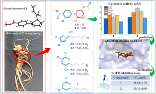 Graphical abstract: Discovery of nontriterpenoids from the rot roots of Panax notoginseng with cytotoxicity and their molecular docking study and experimental validation