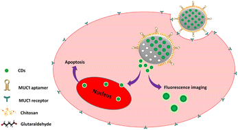 Graphical abstract: Carbon dot incorporated mesoporous silica nanoparticles for targeted cancer therapy and fluorescence imaging