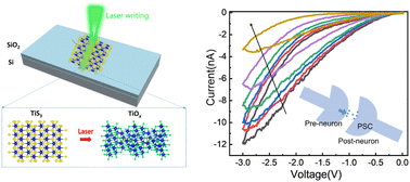 Graphical abstract: Synaptic plasticity realized by selective oxidation of TiS3 nanosheet for neuromorphic devices