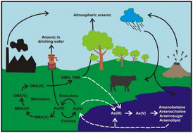 Graphical abstract: A review on arsenic in the environment: contamination, mobility, sources, and exposure
